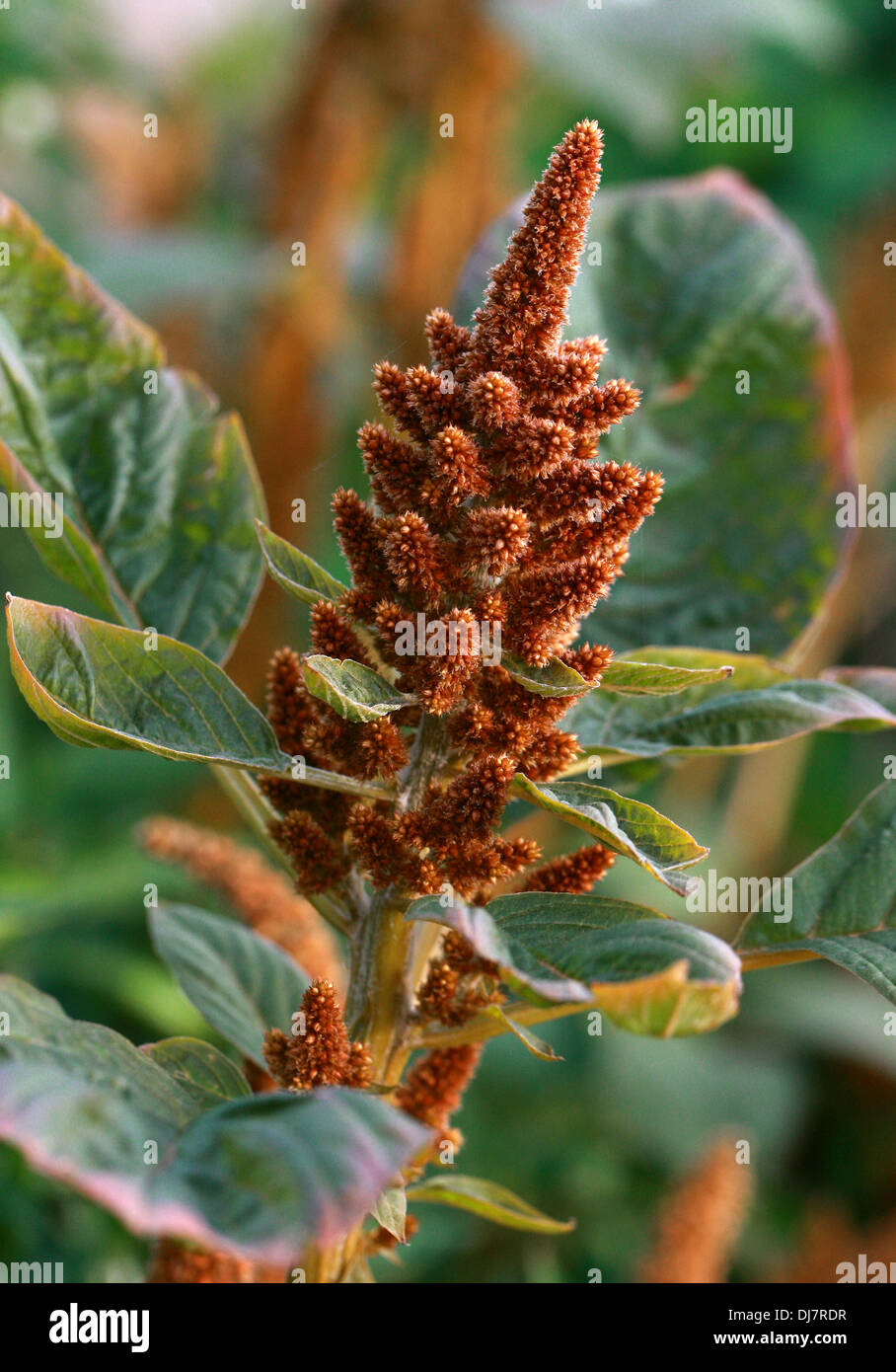 Inca di frumento, Amaranthus cruentus, Amaranthaceae. Messico america centrale. Foto Stock