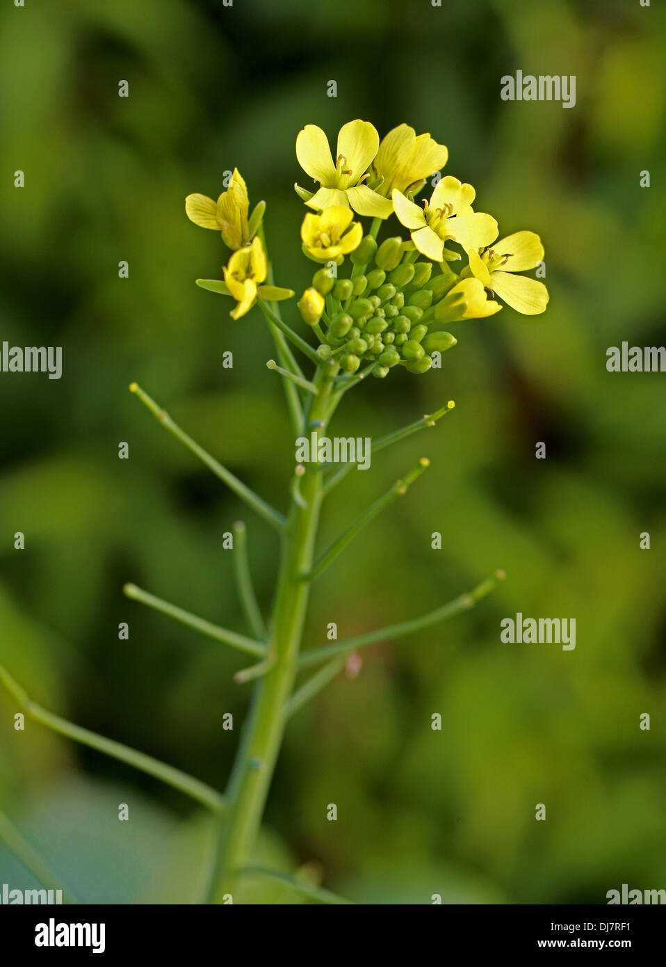 Fiori di cavolo cinese o pak choi, Brassica rapa chinensis " avorio', Brassicaceae. Aka. Bok choi, cavolo cinese o Pak choy. Foto Stock