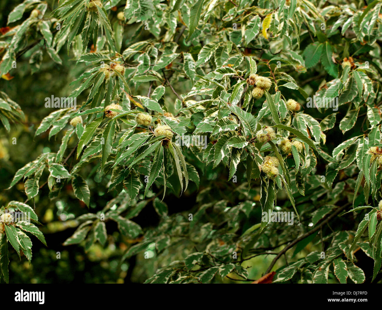 Variagated Sweet Chestnut, spagnolo, di castagno castanea sativa " Albomarginata', Fagaceae. Foto Stock