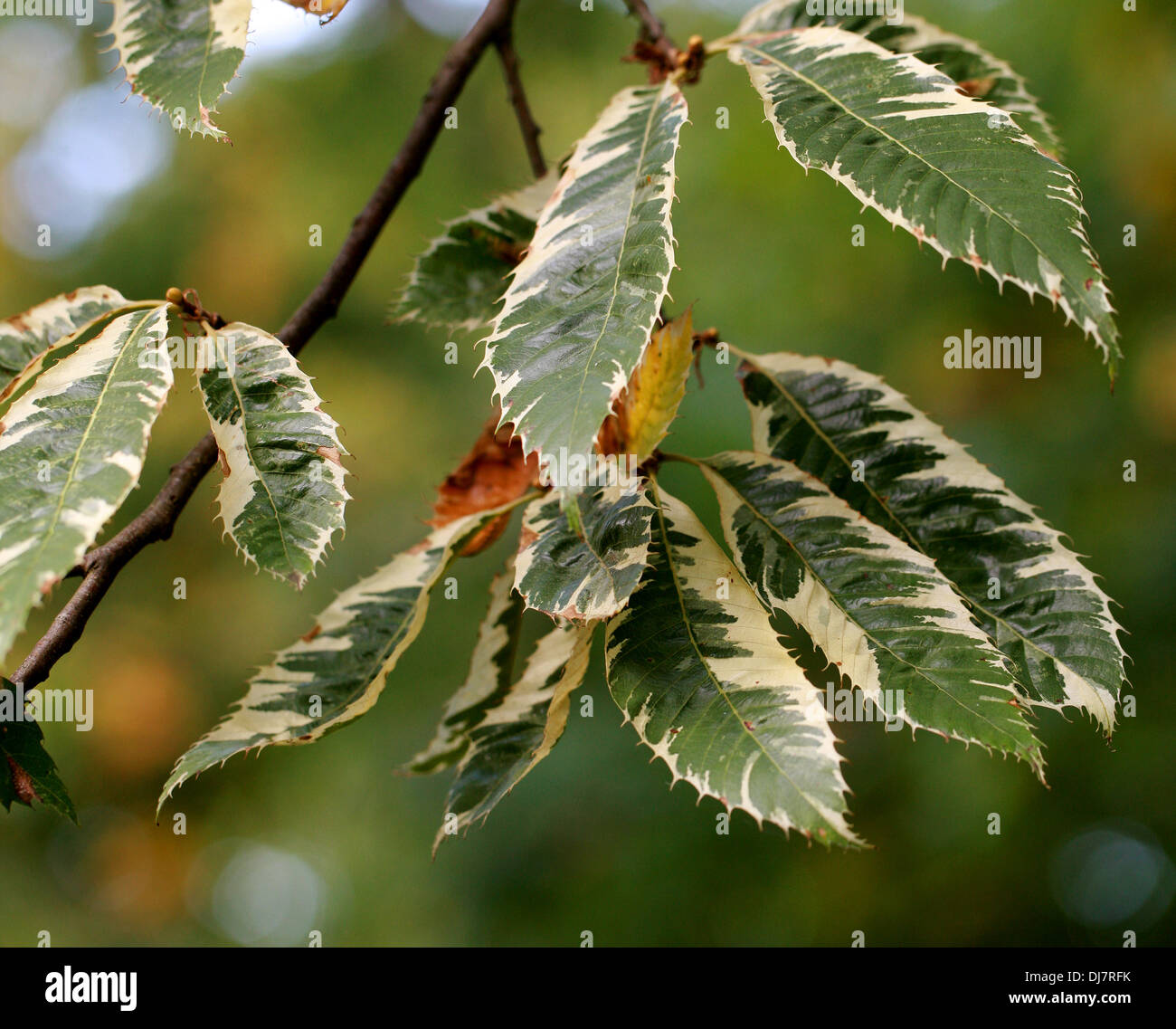 Variagated Sweet Chestnut, spagnolo, di castagno castanea sativa " Albomarginata', Fagaceae. Foto Stock