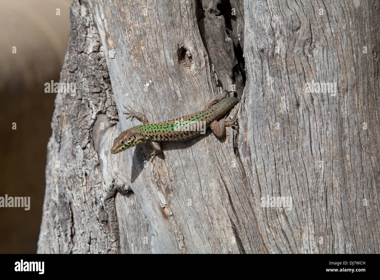 Lizard striscia fuori dell'albero cavo. il maltese lucertola muraiola (Malta). Foto Stock