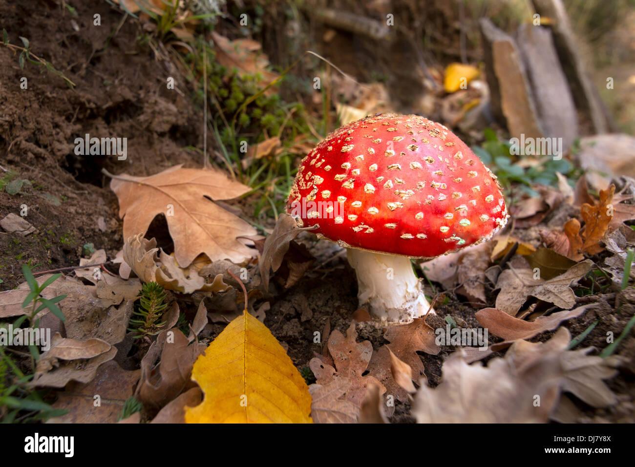 Fungo rosso tra le foglie cadute nella foresta Foto Stock
