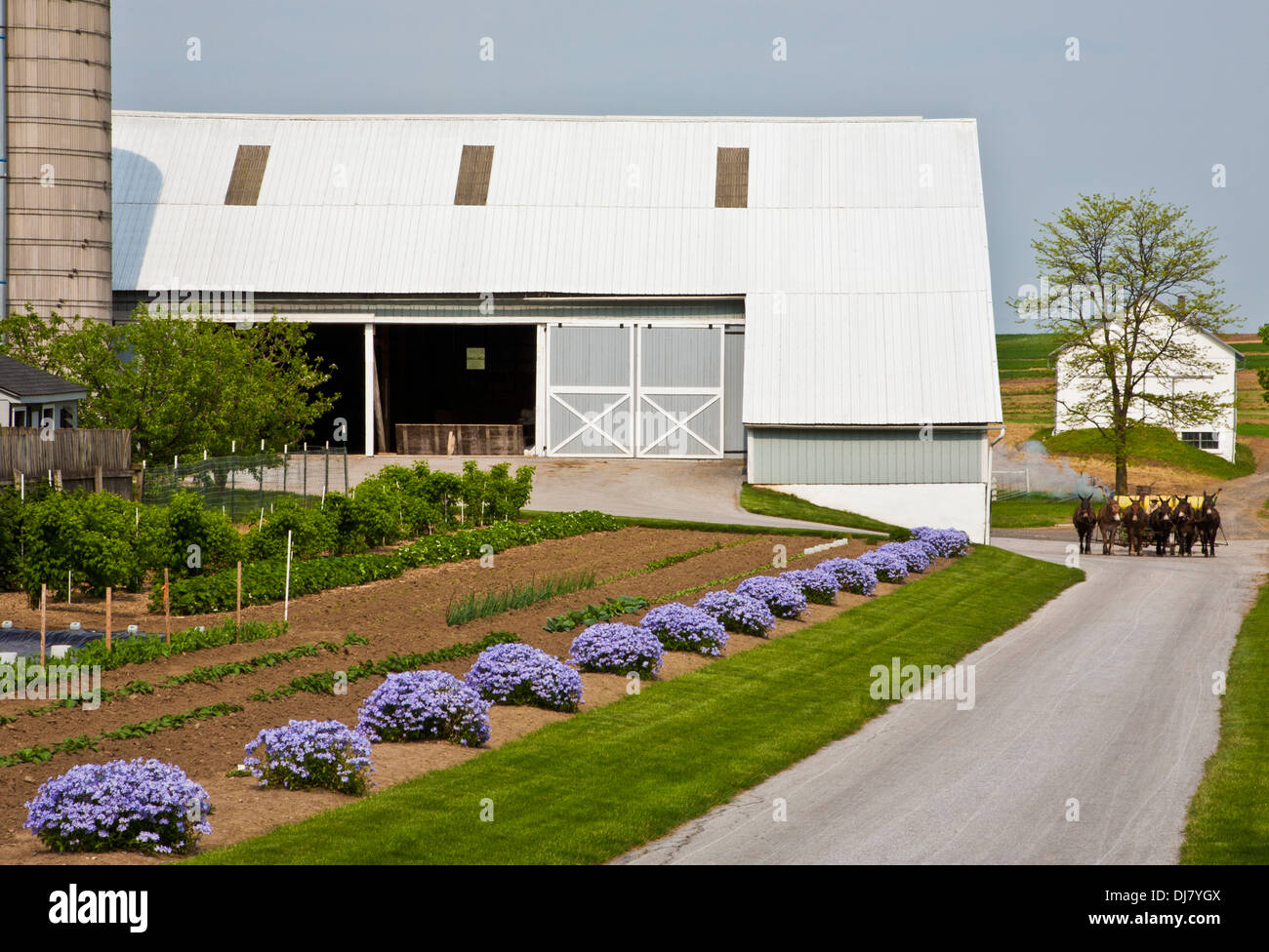 Fattoria a conduzione familiare Amish, vecchio fienile bianco, lungo vialetto, fila di primavera blu Phlox giardino confine, Lancaster County, Pennsylvania olandese, Stati Uniti, Stati Uniti, Bordo PA Foto Stock