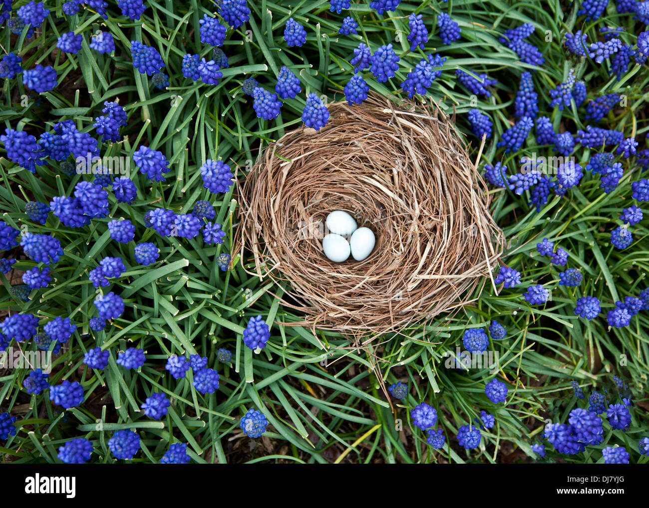 Giardino in miniatura primaverile primo piano nido di uccelli caduti con uova di Robin americano e uva blu Hyacinth fiore fiori da giardino fiabesco New Jersey, USA Foto Stock