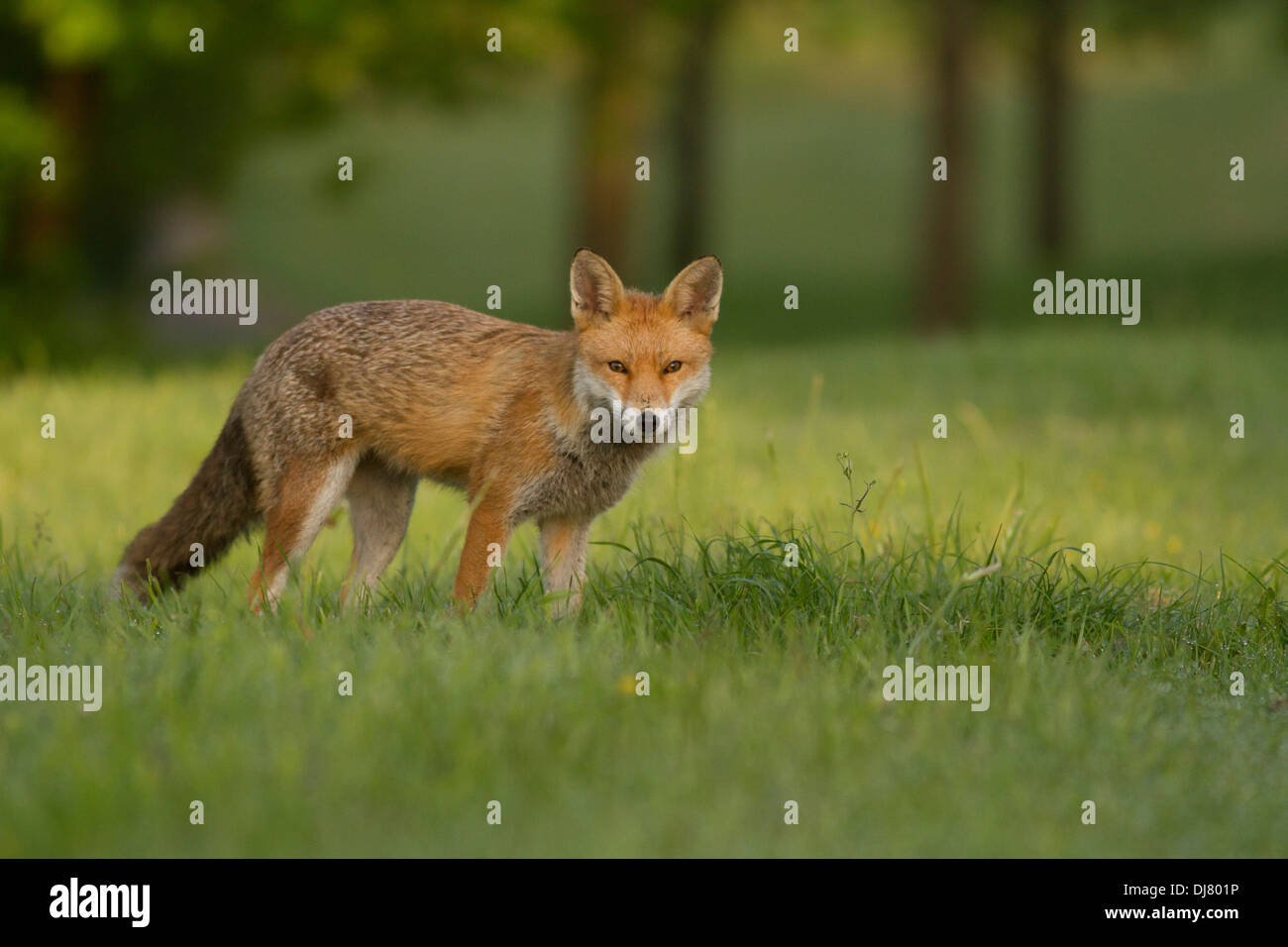 Red Fox (vulpes vulpes vulpes) in ambiente urbano greenspace. Glasgow. Regno Unito. Regno Unito Foto Stock