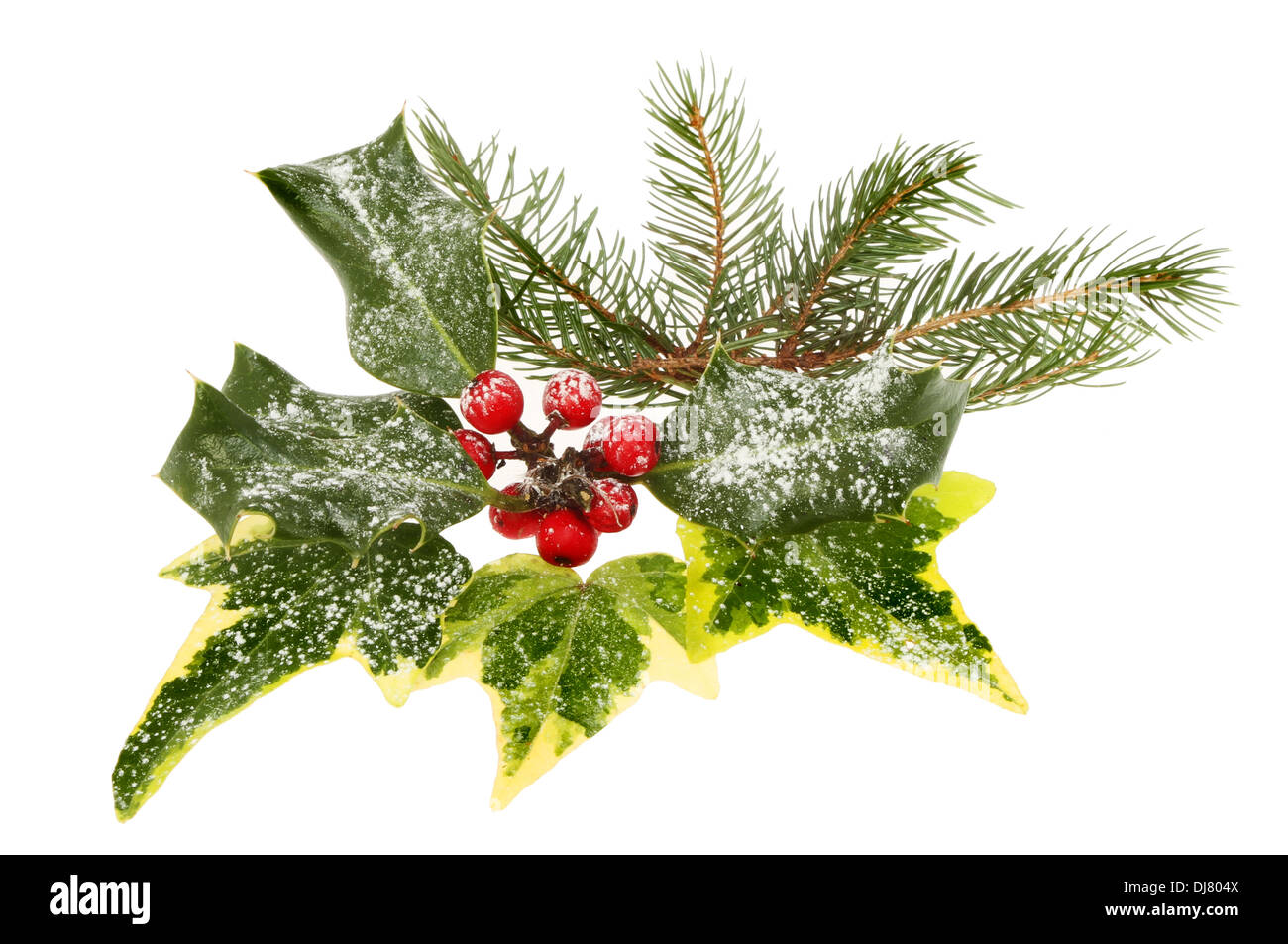 Fogliame stagionale, agrifoglio, edera e di aghi di pino isolata contro bianco Foto Stock