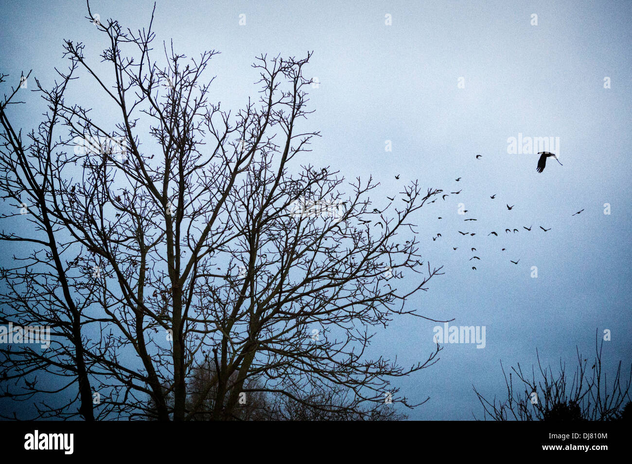 I corvi volare lontano da un albero di sera Foto Stock