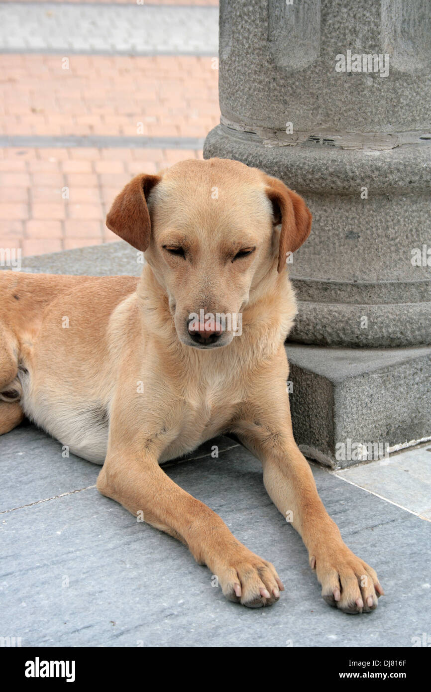 Un cane marrone che giace accanto a un post di pietra in un parco in Cotacachi, Ecuador Foto Stock