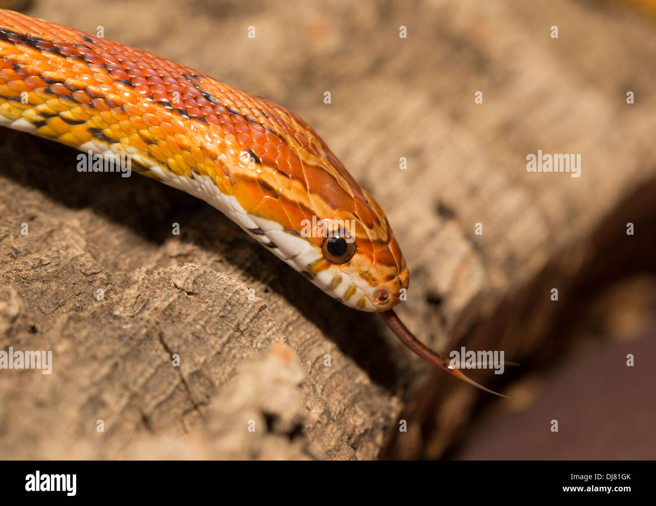 serpente di cereale Foto Stock