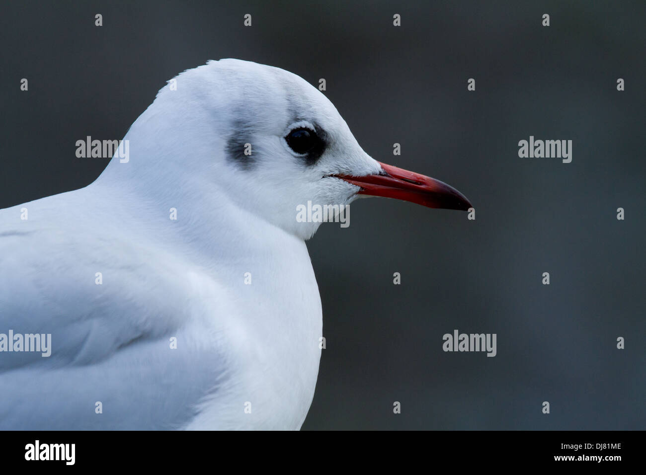 Adulto a testa nera, Gabbiano singolo uccello, colpo alla testa Foto Stock