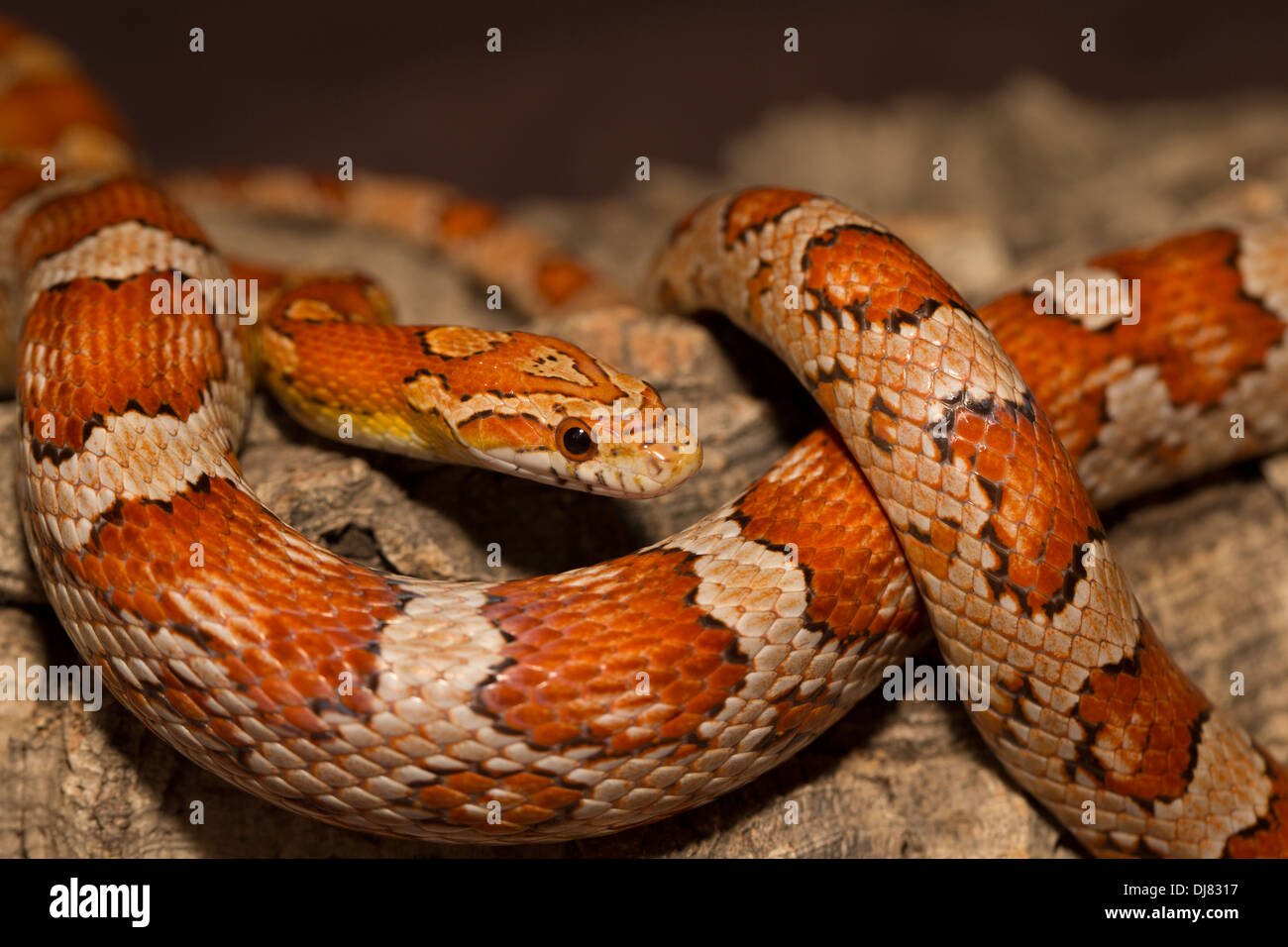 Serpente di cereale Foto Stock