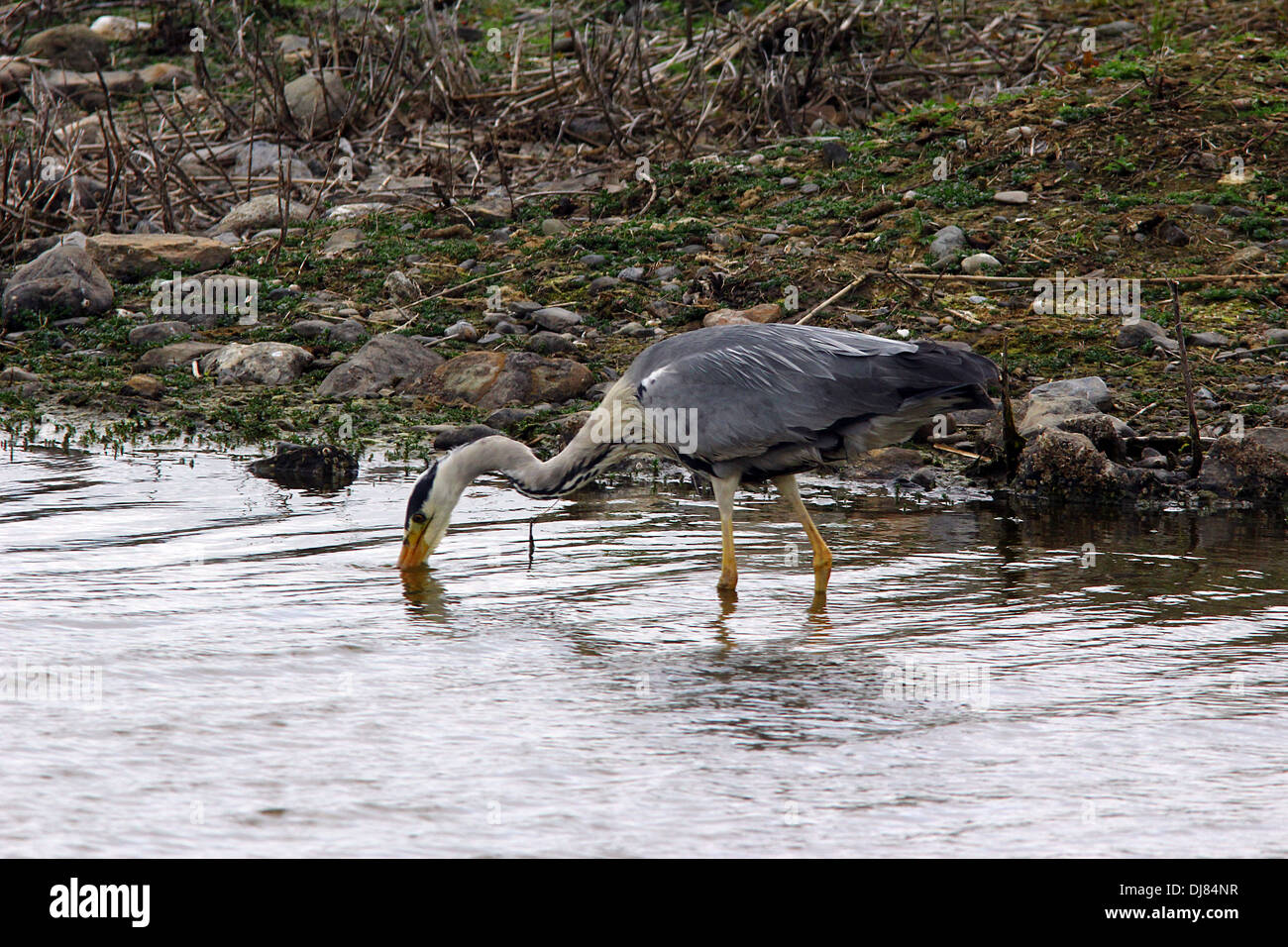 Airone cenerino a riserva RSPB,Conwy,il Galles del Nord Foto Stock