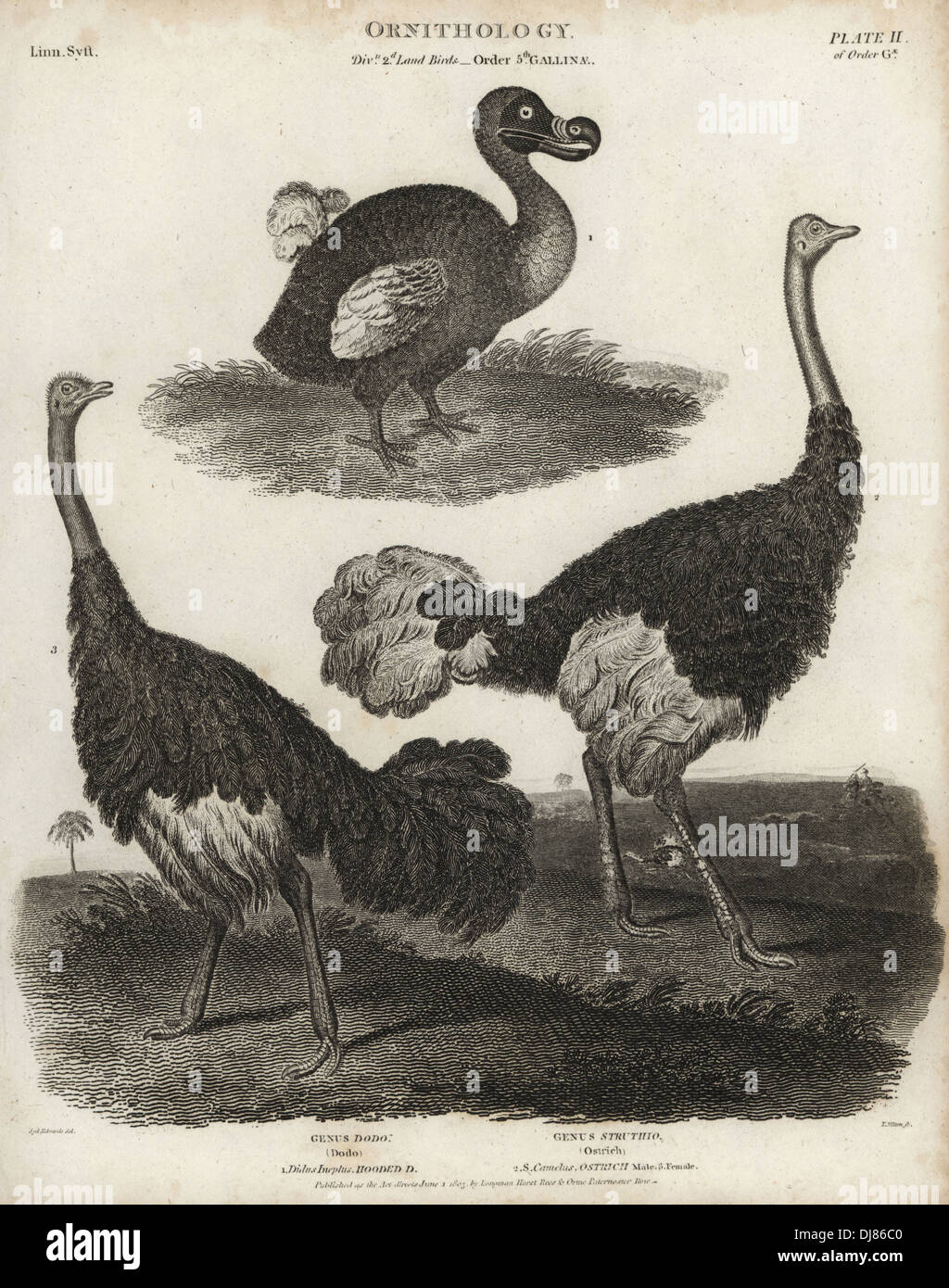 Dodo, Raphus cucullatus, estinto flightless bird e maschio e femmina, struzzo Struthio camelus. Foto Stock