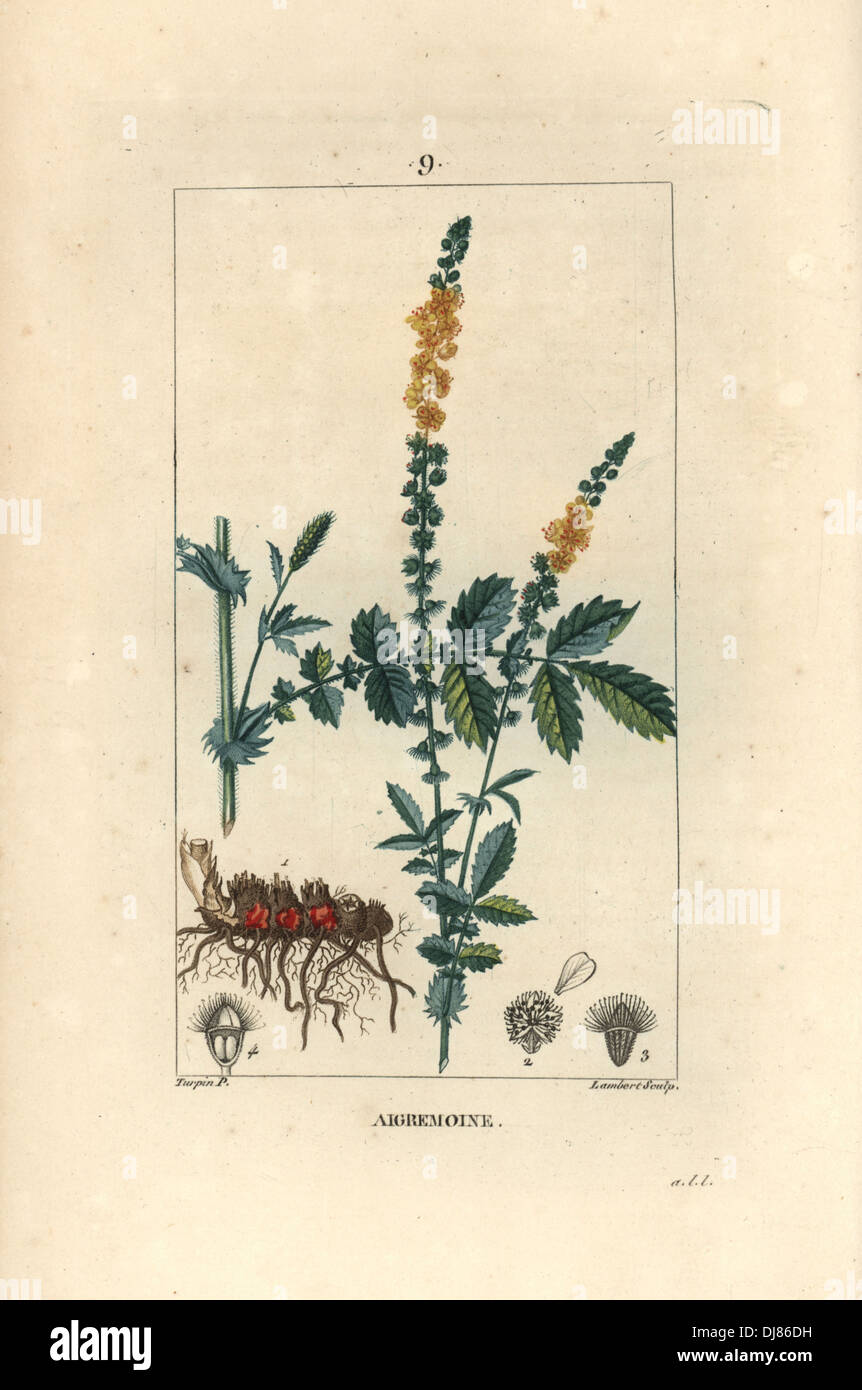 Agrimony comune, Agrimonia eupatoria. Foto Stock