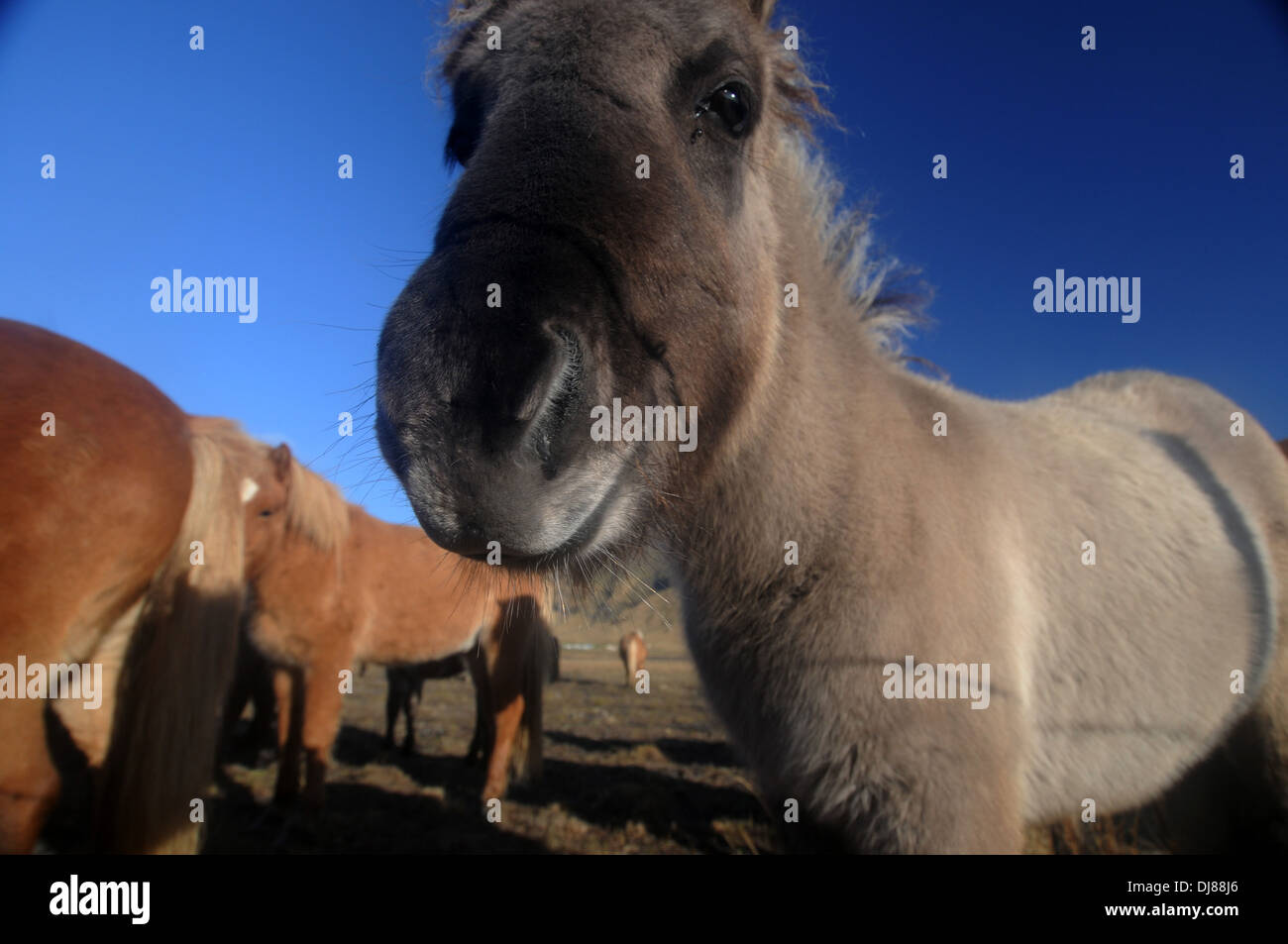 Cavallini islandesi in un campo nei pressi di Skogafoss, sud dell'Islanda Foto Stock