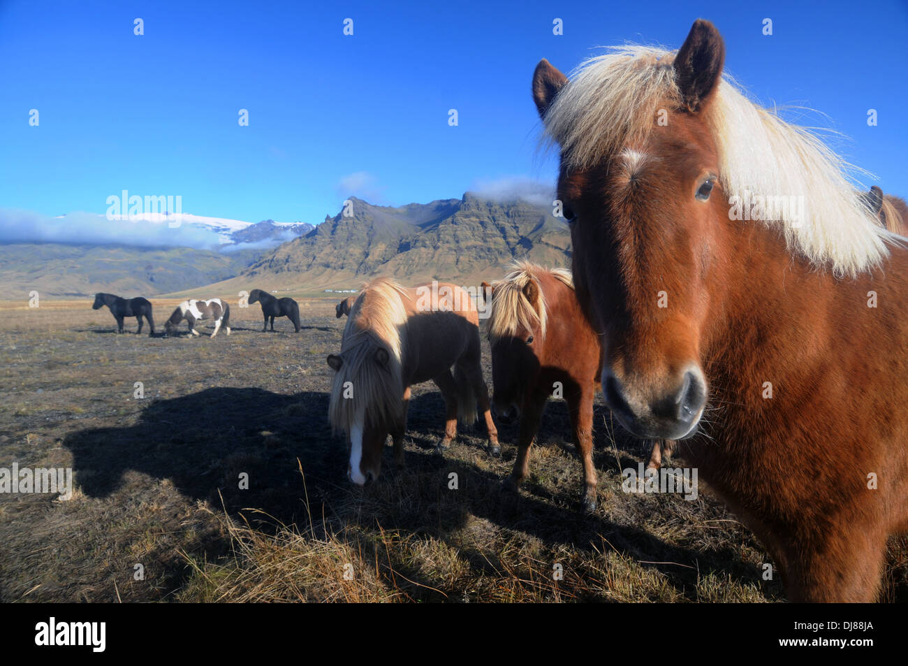 Cavallini islandesi nel campo sottostante ghiacciaio Eyjafjallajökull‎ e vulcano, sud dell'Islanda Foto Stock