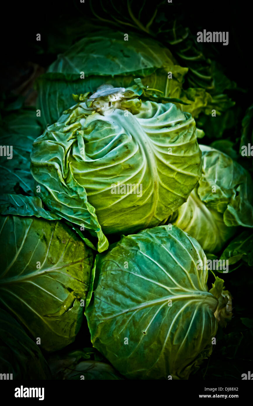 Cavolo, Brassica oleracea var. capitata Foto Stock