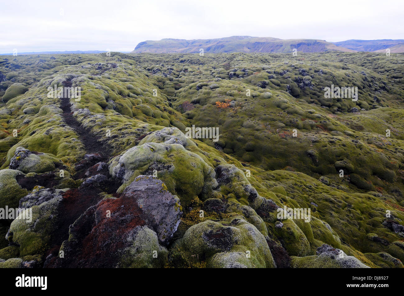Sentiero attraverso antico campo di lava coperte di muschio, sud dell'Islanda Foto Stock
