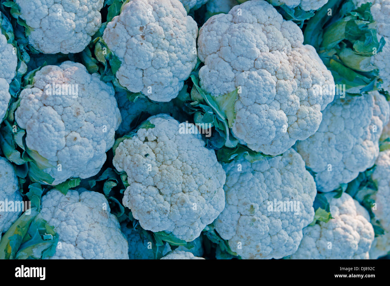 Il cavolfiore, Brassica oleracea var. botrytis, al mercato, Miao, Arunachal Pradesh, India Foto Stock