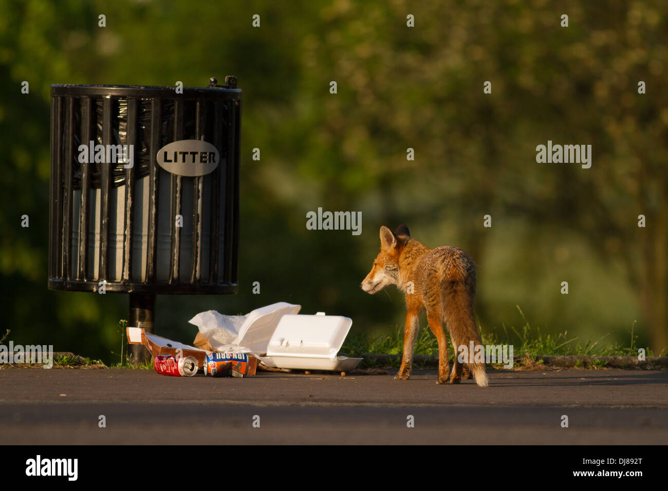 Urban Red Fox (vulpes vulpes vulpes).Glasgow. La Scozia. Foto Stock