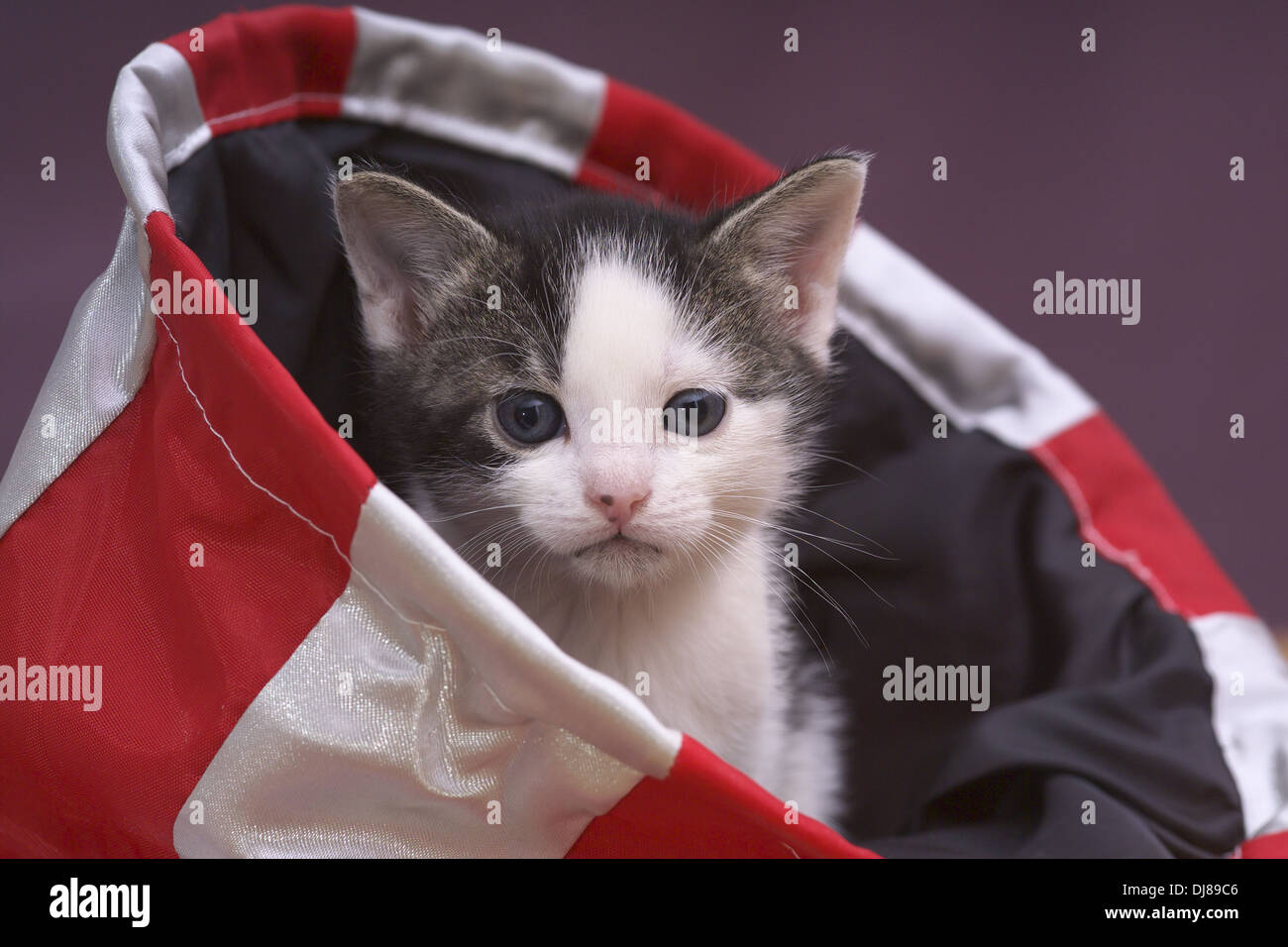Bianco e nero gattino nel sacco Foto Stock