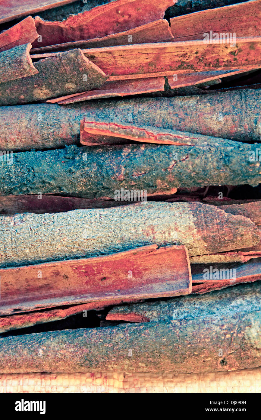 Vero cannella proviene dalla corteccia interna di un albero chiamato Cinnamomum verum Foto Stock