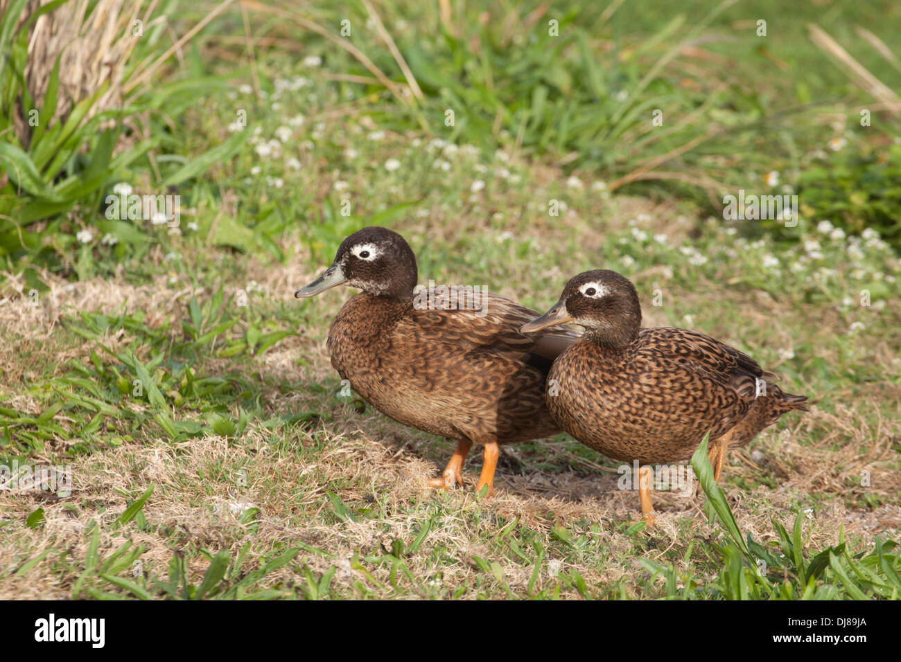 Due anatre Laysan, maschio (a sinistra) e femmina, specie a rischio critico. ANAS laysanensis Foto Stock