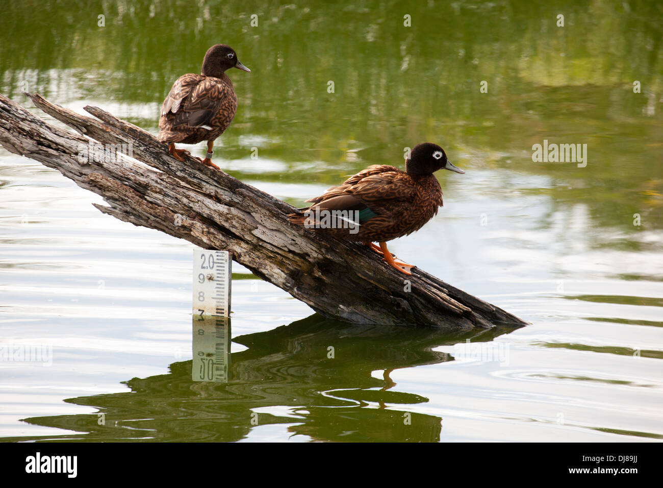 Acqua misuratore di profondità in stagno creato per traslocati popolazione di Laysan anatre (Anas laysanensis) gestito da USFWS Foto Stock