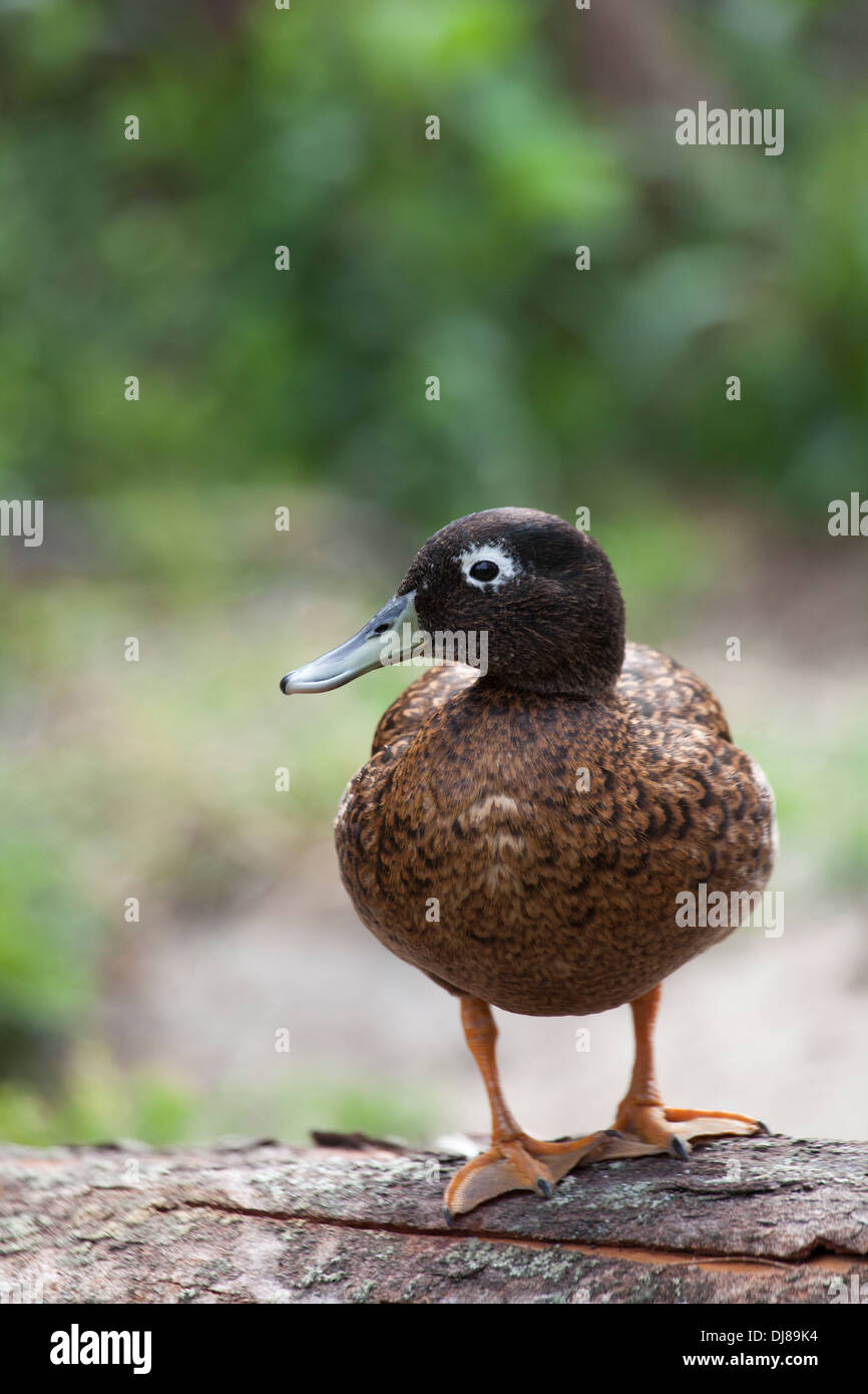 Laysan Duck drake (Anas laysanensis). Foto Stock