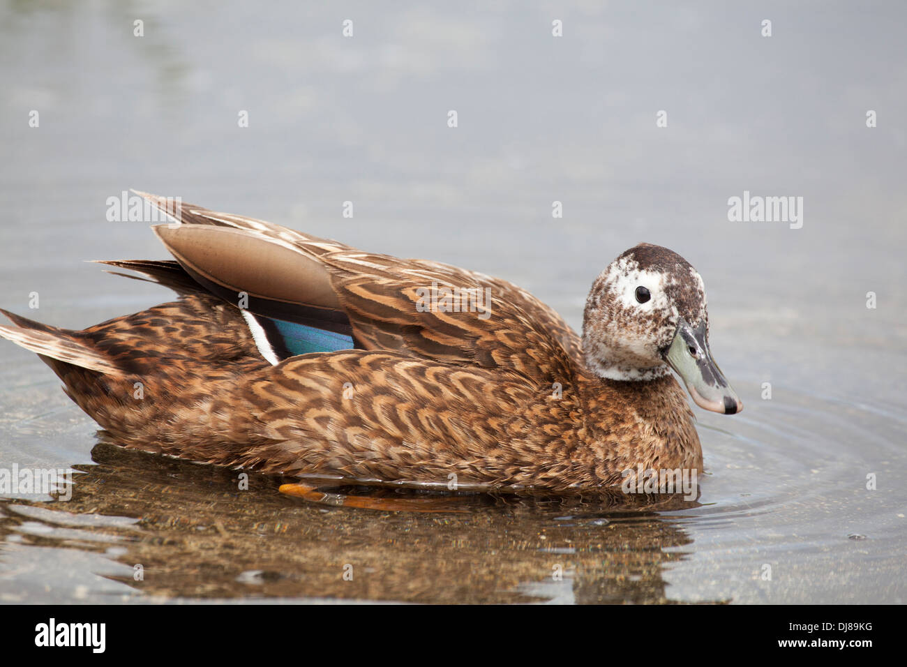 Maschi di anatra Laysan (Anas laysanensis). Foto Stock