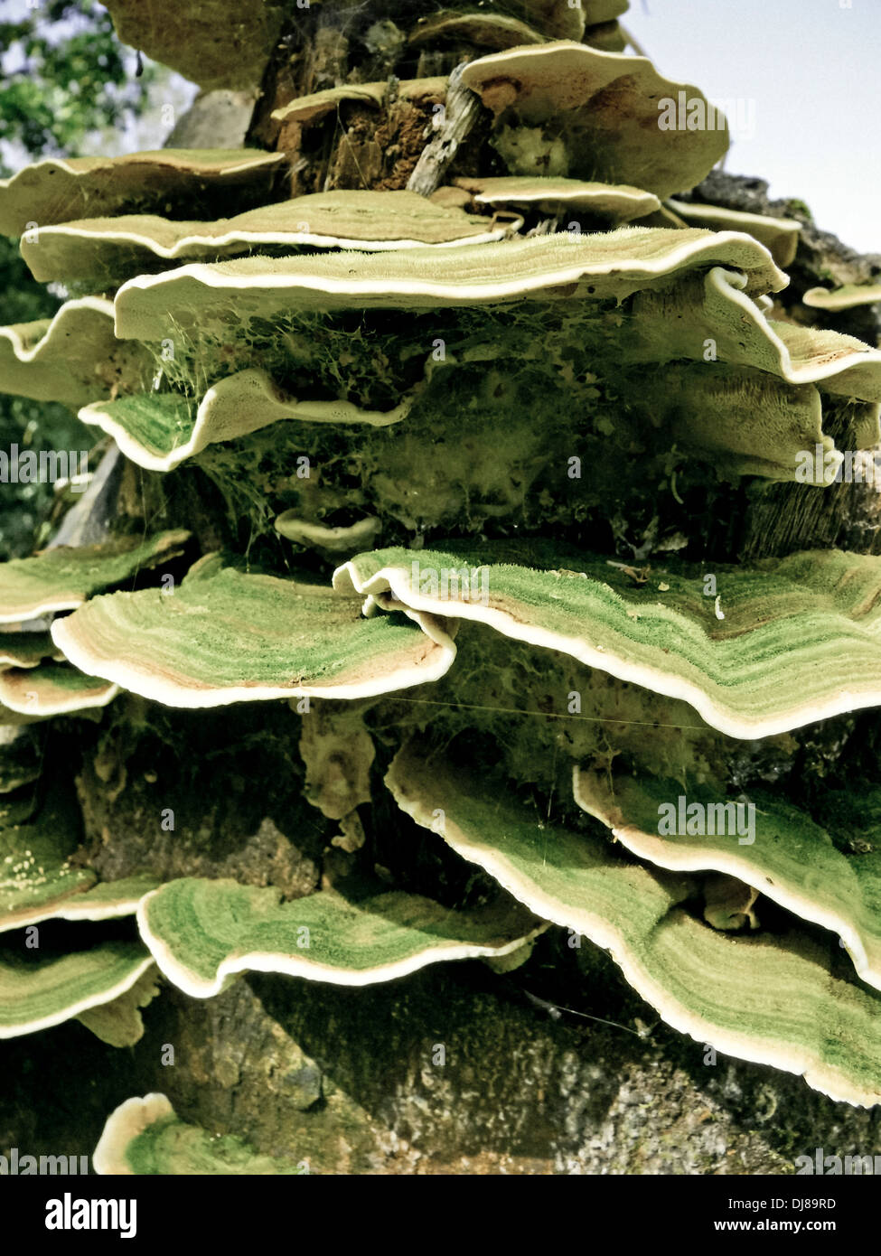 I funghi della staffa o mensola funghi, phylum Basidiomycota Foto Stock