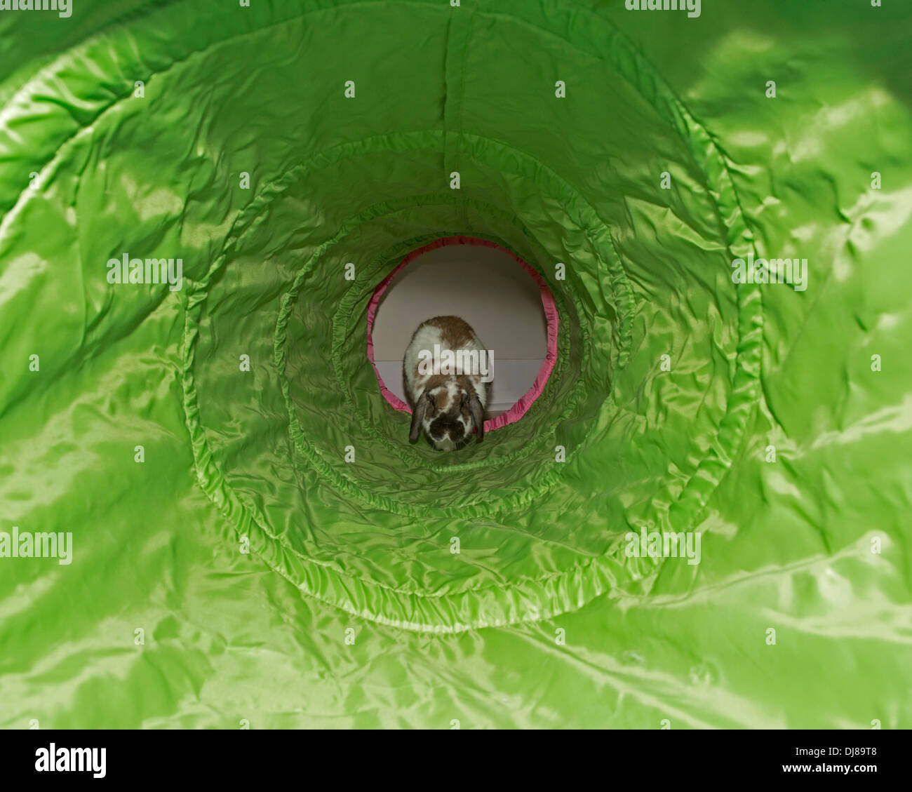 Il Pet Holland Lop dwarf rabbit hopping attraverso il tunnel del giocattolo Foto Stock