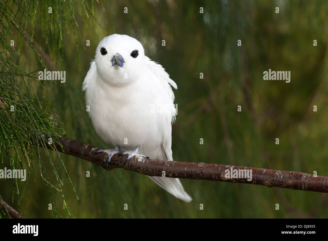 Bianco (Tern Gygis alba rothschildi) arroccato su Ironwood ramo di albero Foto Stock