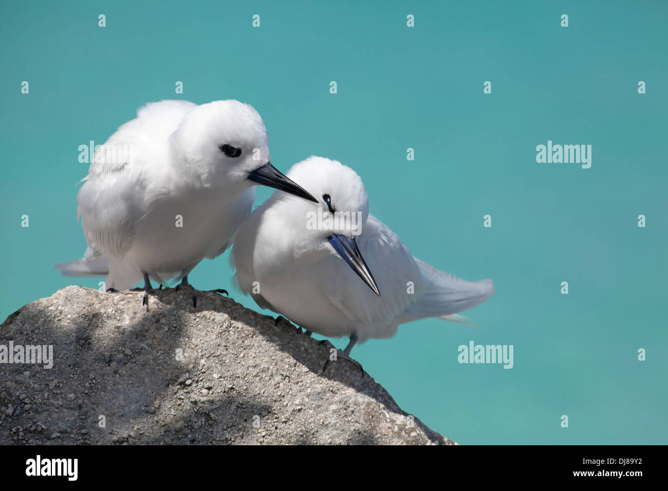 White Tern (Gygis alba rothschildi): Corteggiate in coppia sulla costa dell'Oceano Pacifico Foto Stock