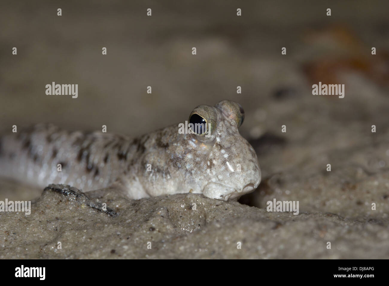 Mudskipper, India Foto Stock