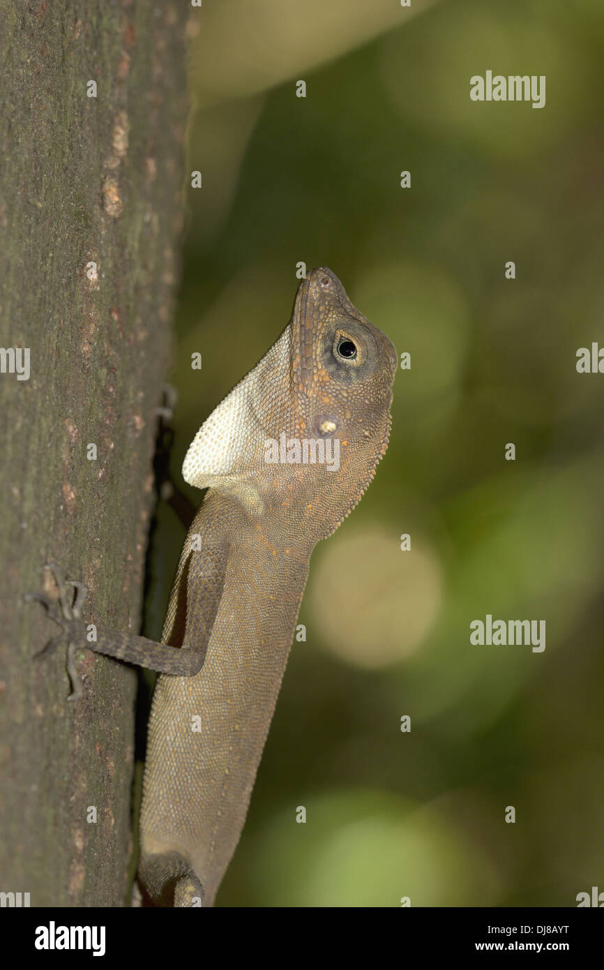 Baia delle Andamane LIZARD (Coryphophylax sp.) Isole Andamane, India Foto Stock