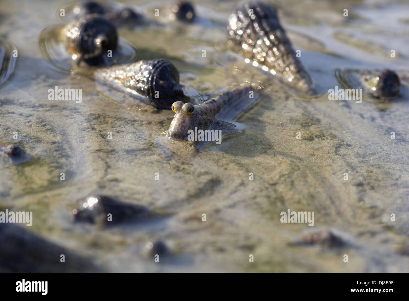 Mudskippers sono elementi comuni di ecosistemi di estuario. Essi sono filtri alimentatori e può essere visto in centinaia in habitat adatto Foto Stock