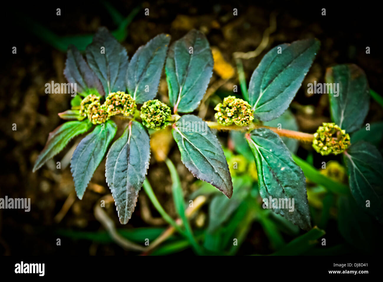 Euphorbia Hirta Foto Stock