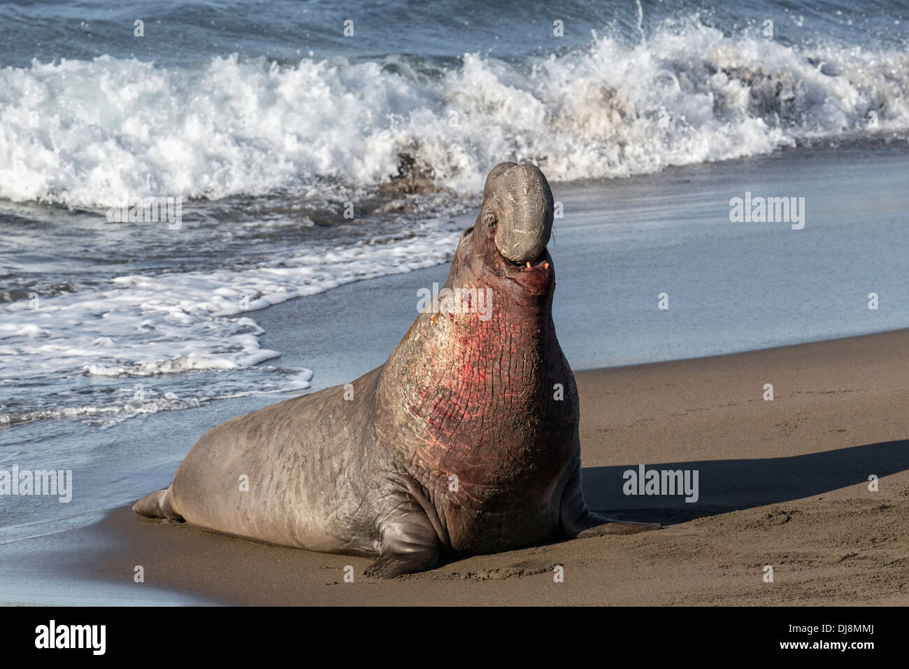 Northern guarnizione di elefante maschio adulto ruggente Foto Stock