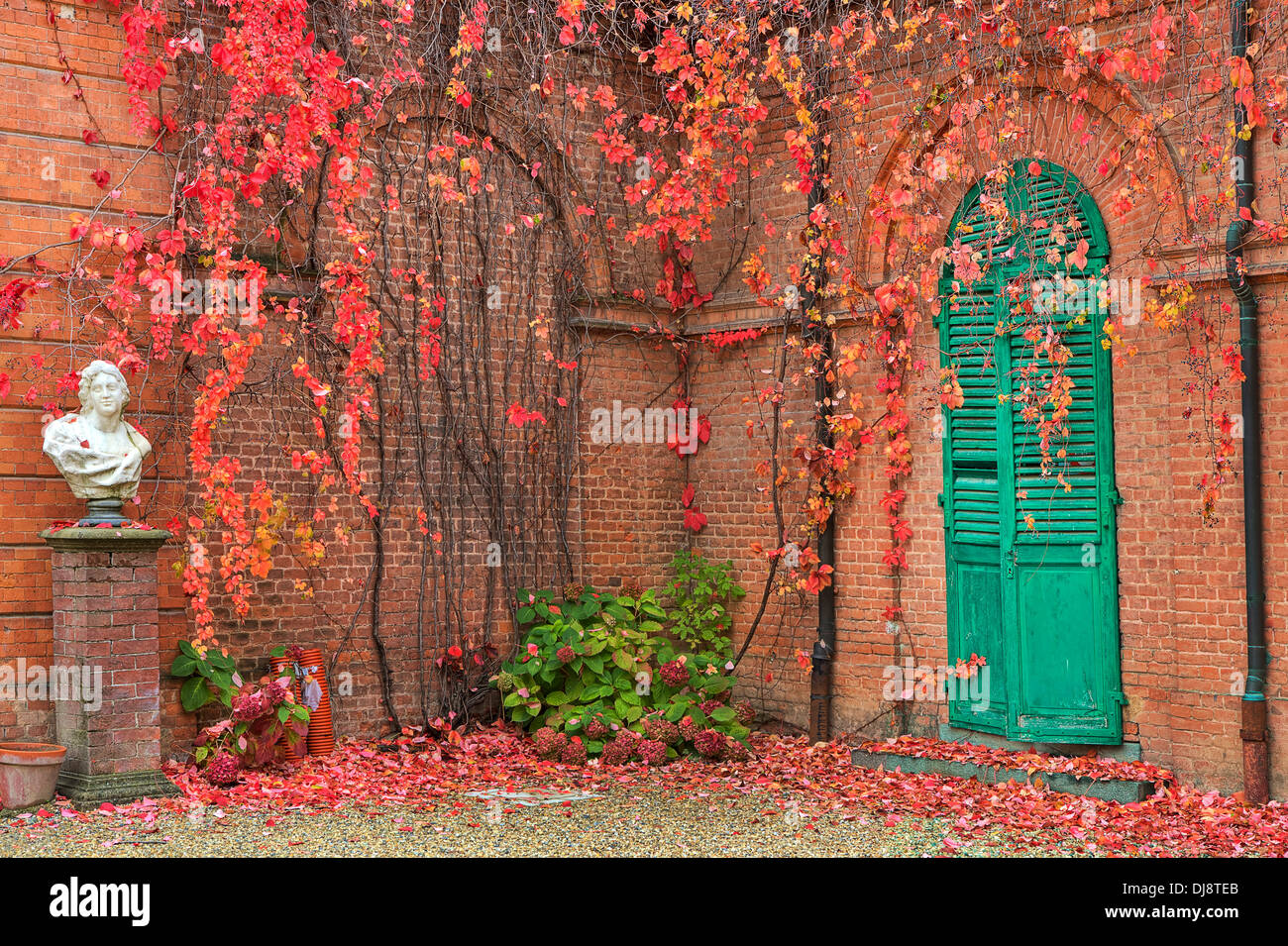 Ivy con foglie rosse crescono su rosso e parete di mattoni in autunno nel parco di Racconigi, Italia settentrionale. Foto Stock