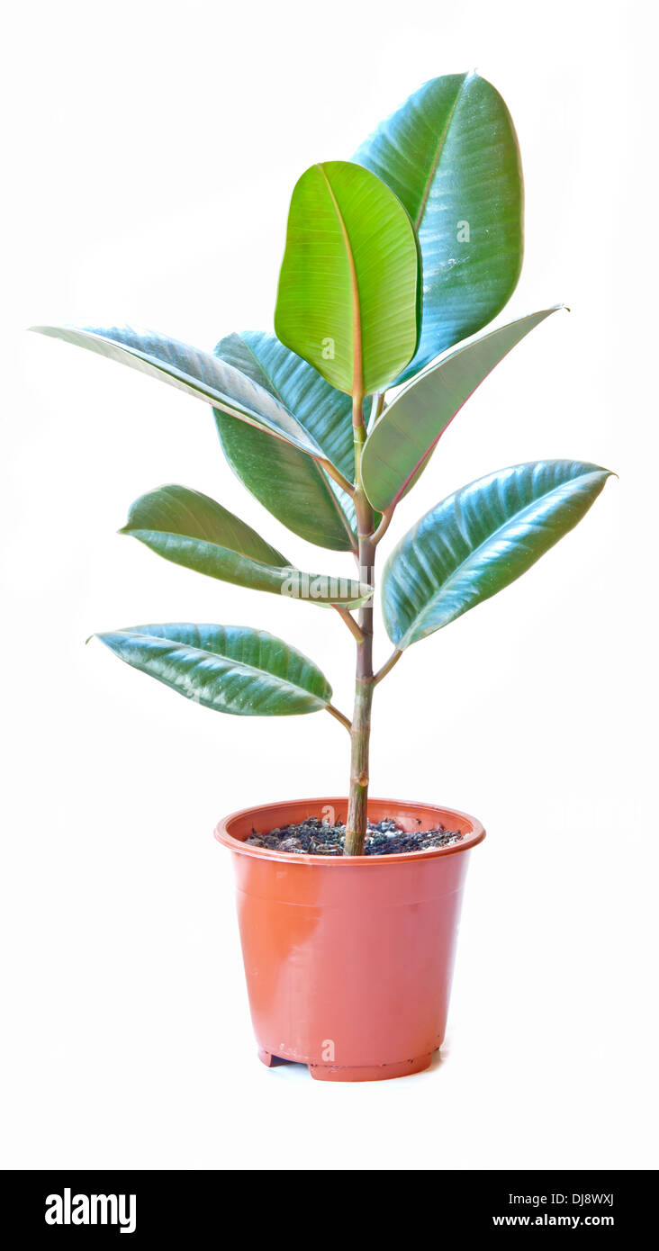 Impianto di gomma (ficus), isolata su bianco Foto Stock