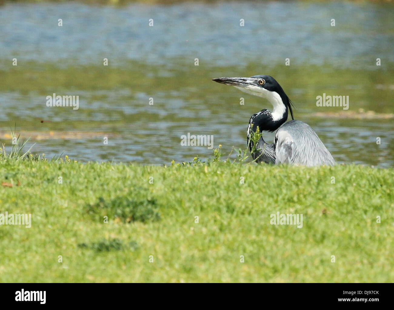 Testa nera Heron Ardea melanocephala Foto Stock