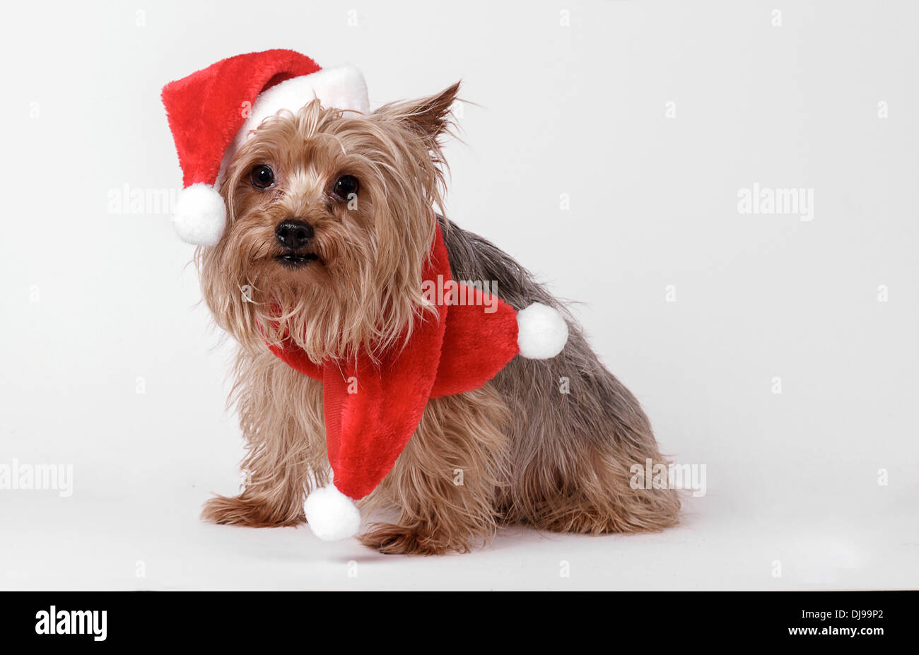 Yorkie di natale Foto Stock