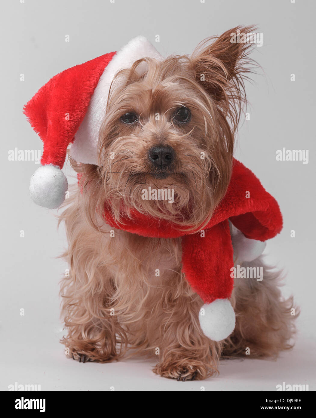 Natale Yorkshire terrier Foto Stock