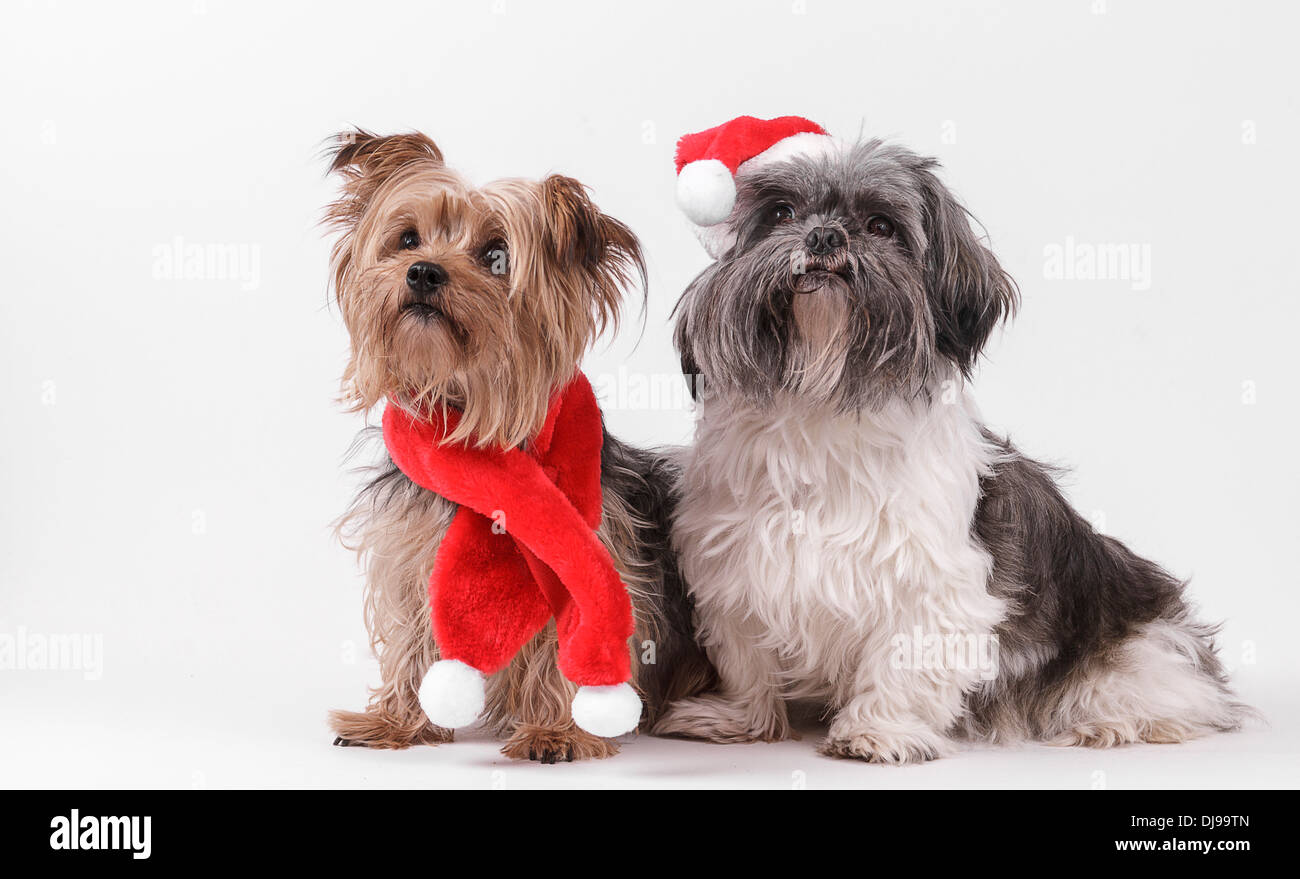 Natale yorkie con shih tzu Foto Stock