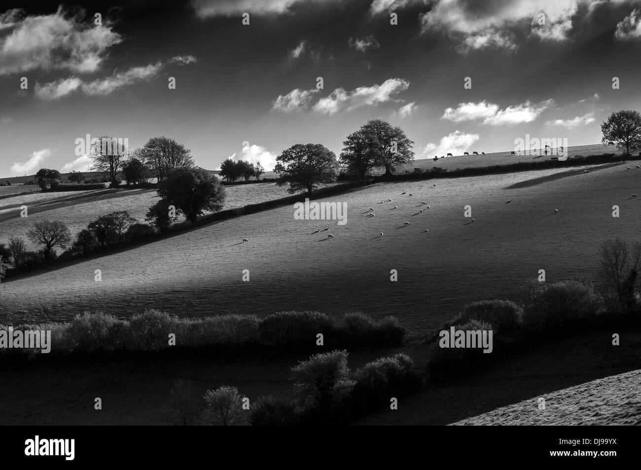 Devon Hedgerows,Drewesteignton,parco nazionale di Dartmoor,parco,Moor, Regno Unito, albero, nessuno, nazionale, bianco, Storm, rocce, campo, recinzione, Foto Stock