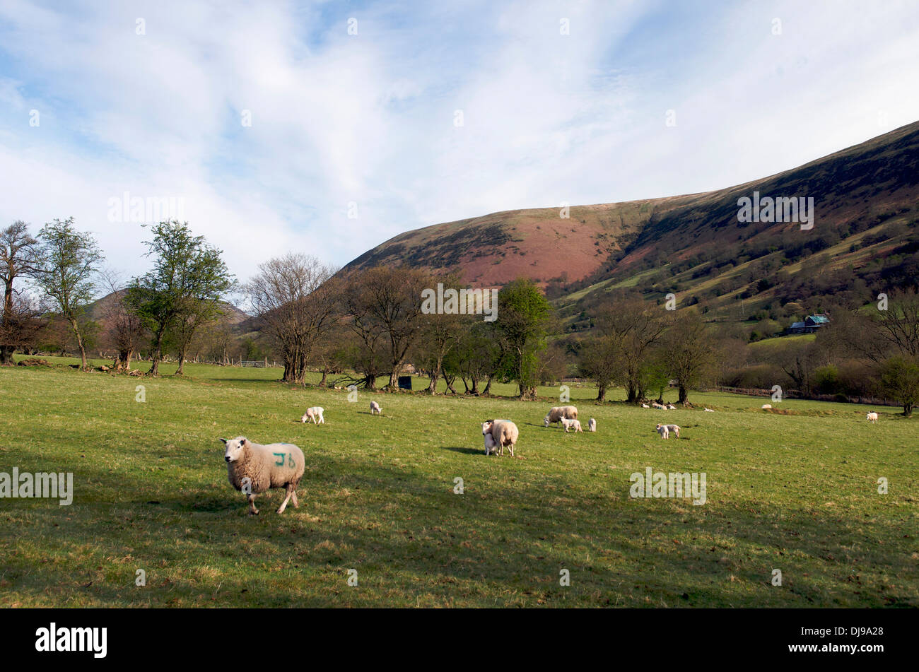 Allevamento di pecore, Monmouthshire, Wales, Regno Unito Foto Stock