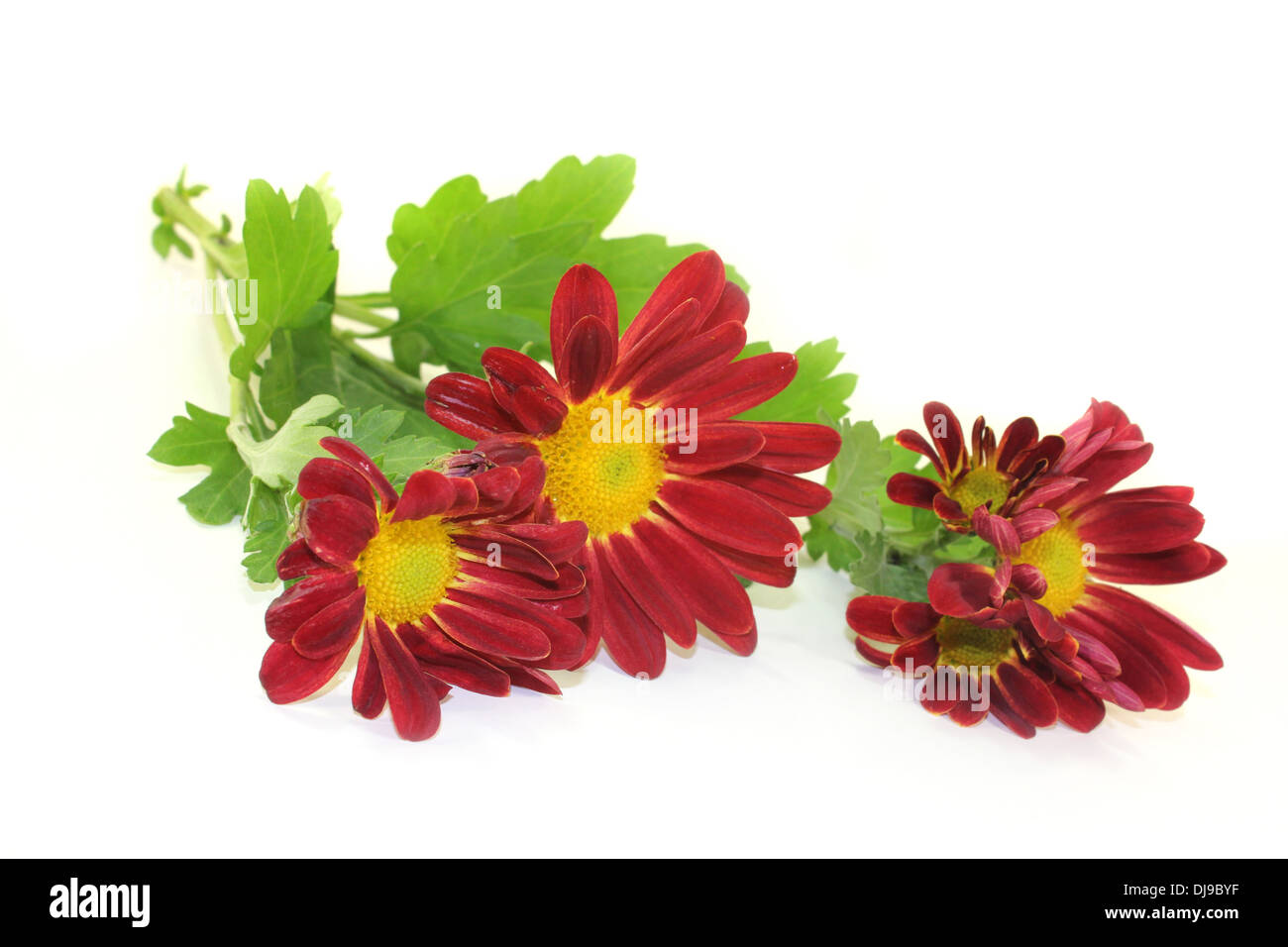 Un piccolo bouquet di crisantemi su sfondo bianco Foto Stock