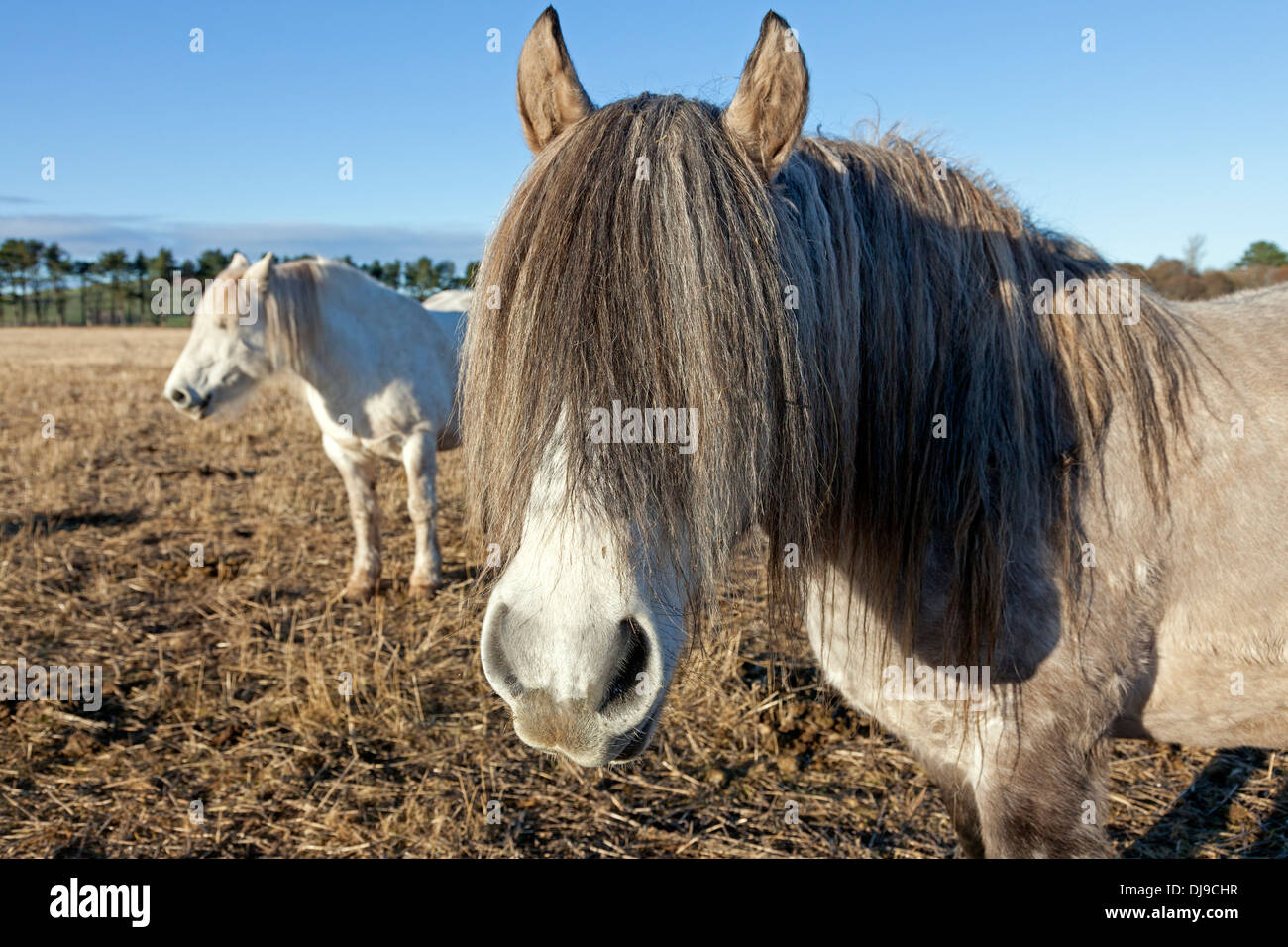 A cavallo con una lunga criniera crescere sopra la sua testa, Ayrshire, in Scozia, Regno Unito Foto Stock