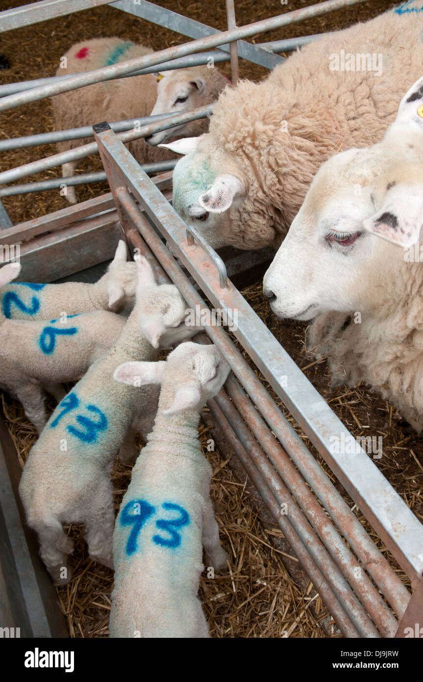 Le pecore e gli agnelli in penne, Wales, Regno Unito Foto Stock